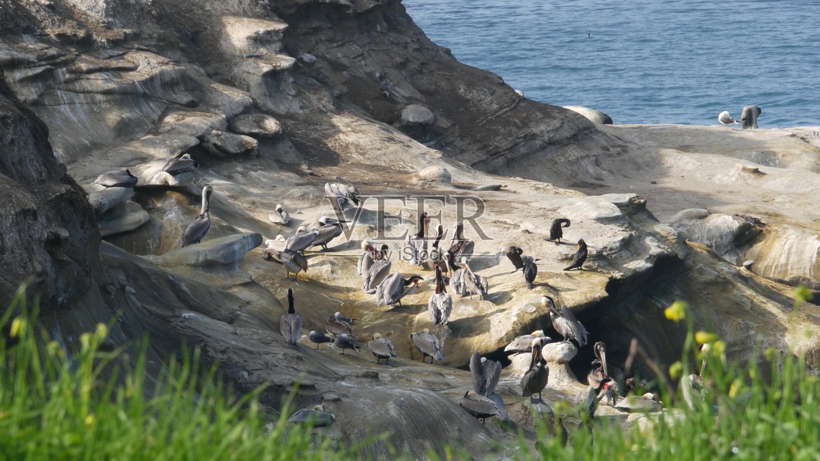 在拉霍亚湾的岩石上,捕鱼后带喉囊的棕色鹈鹕和双冠鸬鹚。在自然栖息地太平洋上的悬崖上有大喙的海鸟,美国加利福尼亚州圣地亚哥照片摄影图片