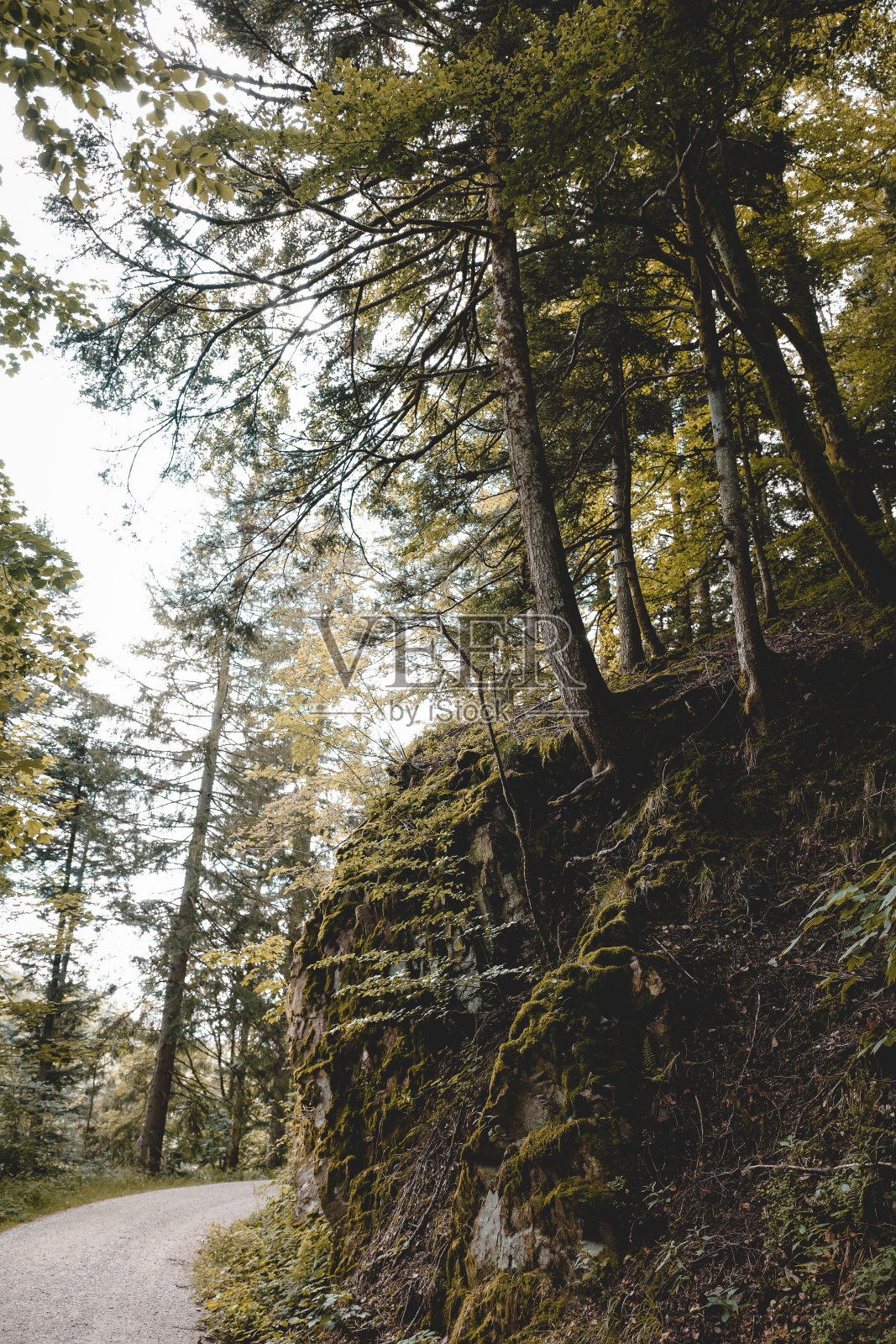 黑森林的印象照片摄影图片