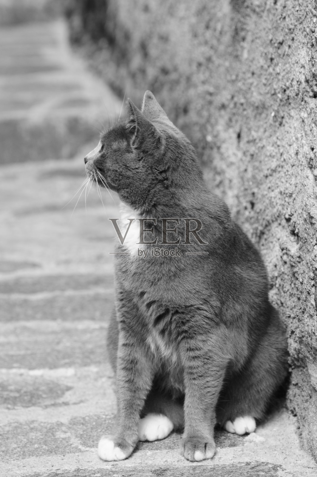 街上的猫照片摄影图片