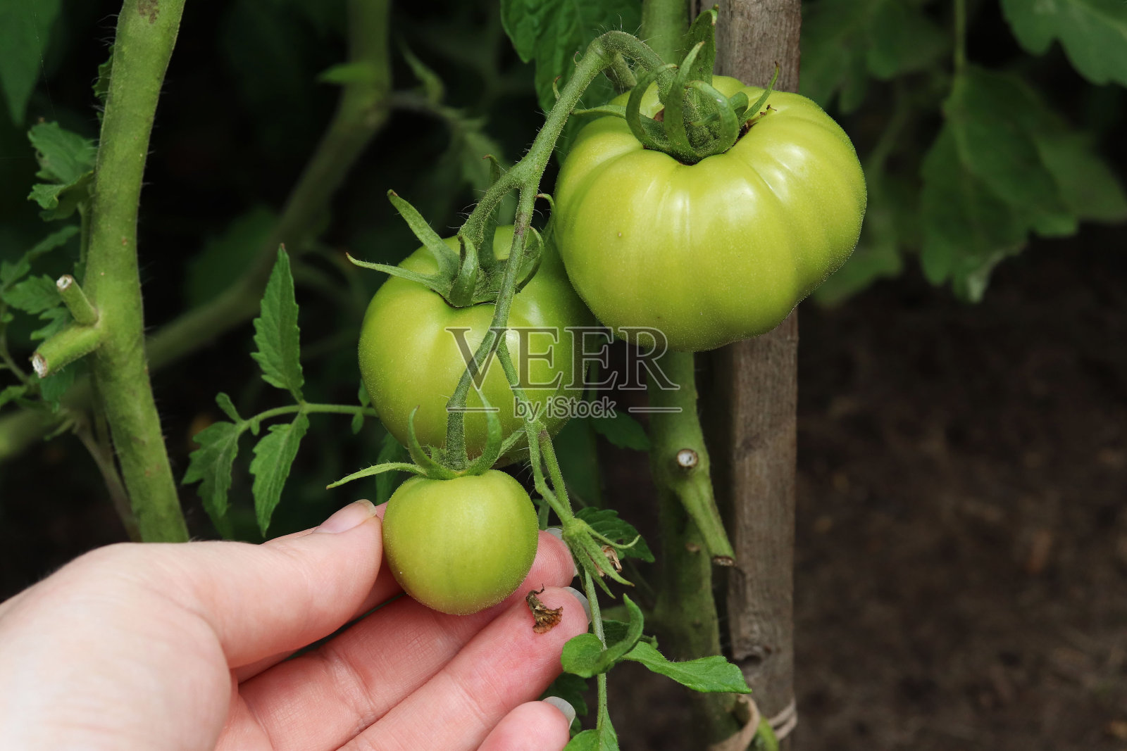 花园里的树枝上长着绿色的西红柿照片摄影图片