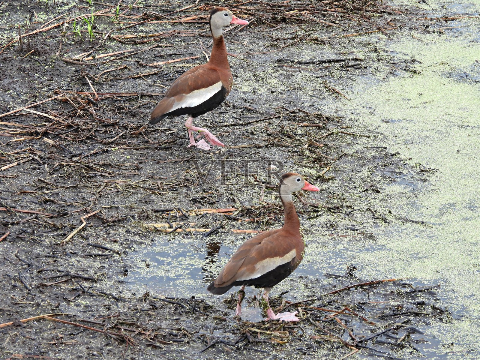 黑腹鸣叫鸭(Dendrocygna autumnalis)行走在佛罗里达湿地照片摄影图片