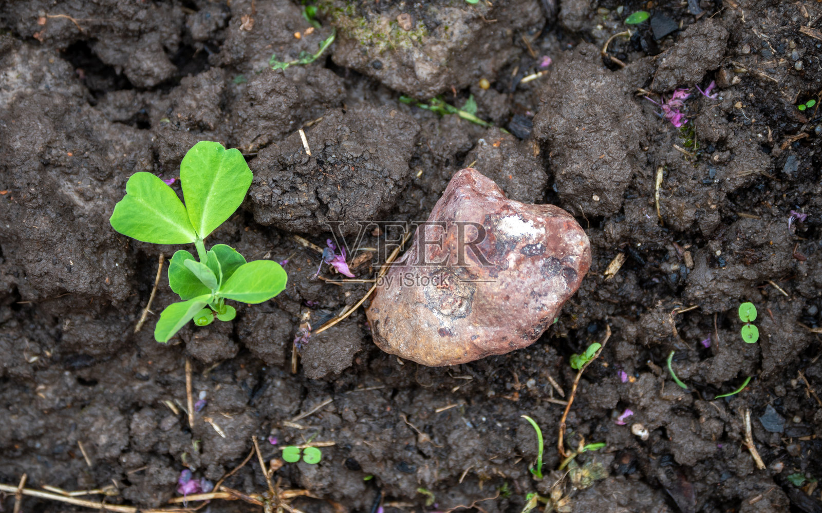现在是欧扎克的园艺时间照片摄影图片