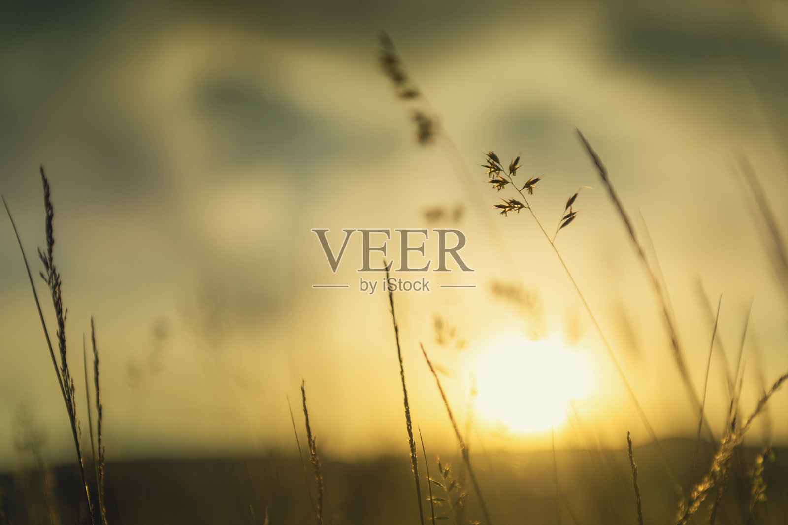 日落时森林里的野草。照片摄影图片