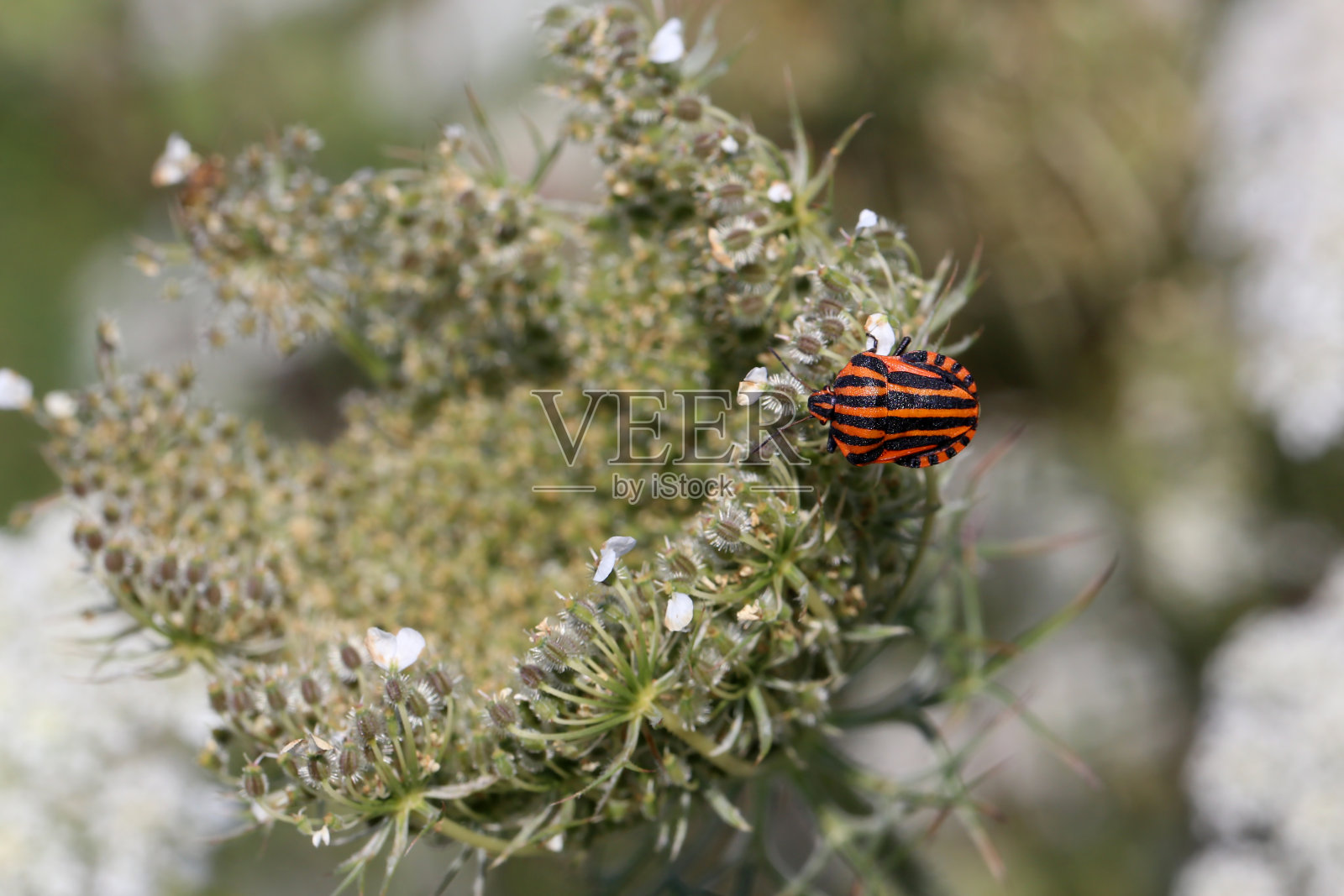 斜体字珠虫——一种栖息在植物上的彩色条纹虫照片摄影图片