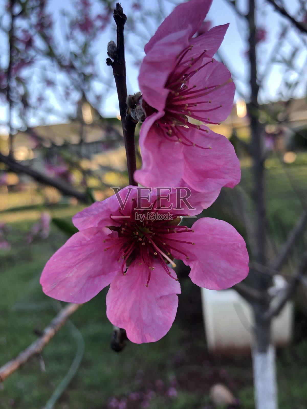 高丽油桃blossoms)照片摄影图片