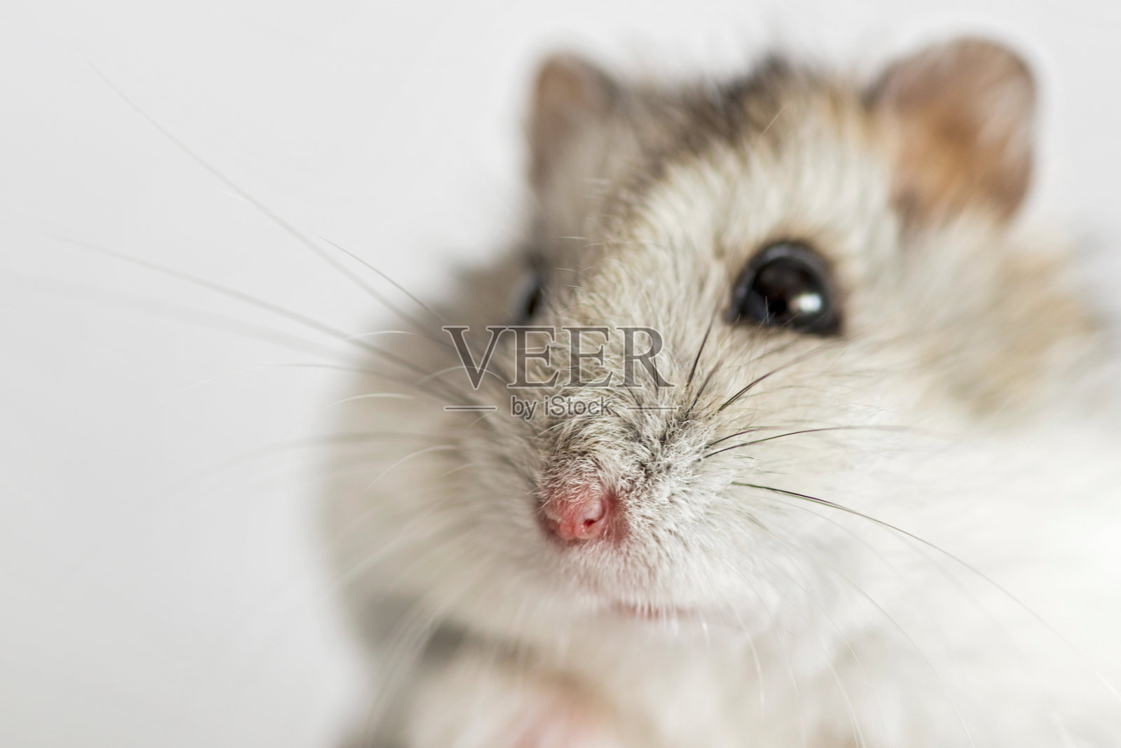 仓鼠脸特写在一个灯光背景。可爱的叙利亚仓鼠在白色的背景照片摄影图片