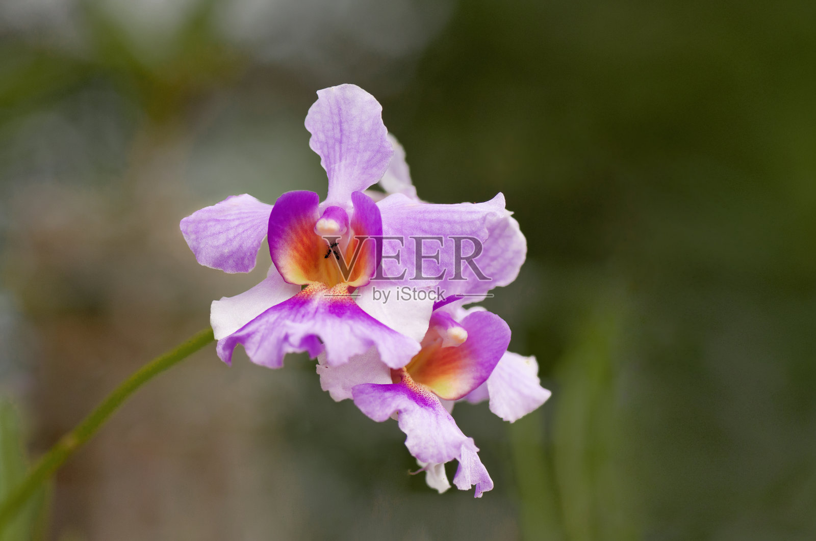 美丽的粉红色和白色蝴蝶兰花的特写与橘黄色的中心。在中心可以看到蚂蚁。巴巴多斯,西印度群岛,加勒比海。照片摄影图片