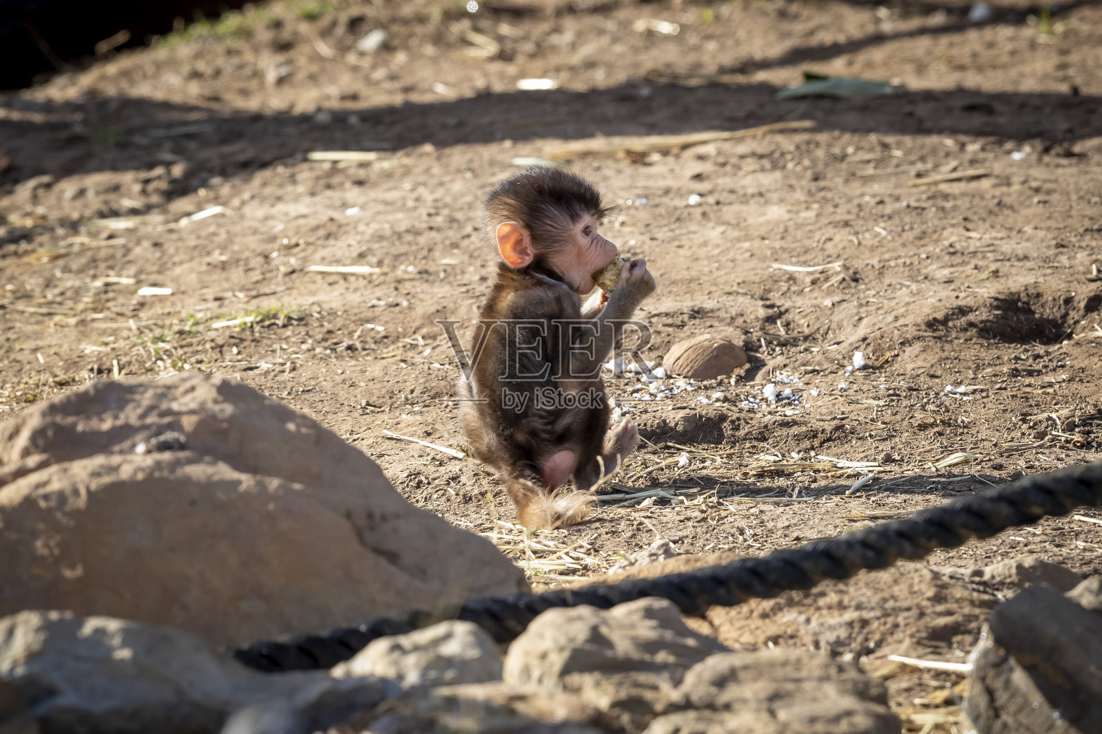 一只小Hamadryas狒狒在户外吃东西照片摄影图片