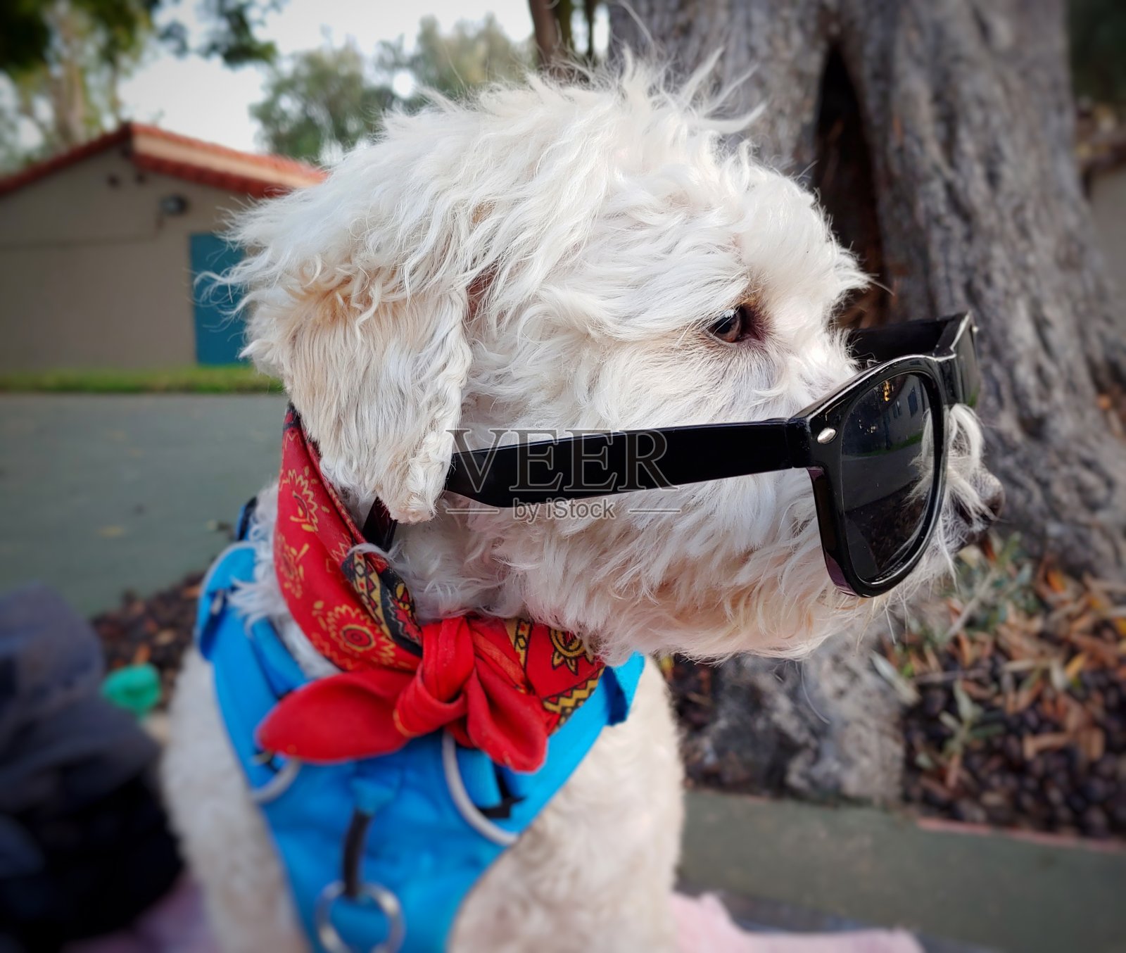 公园1的狗照片摄影图片