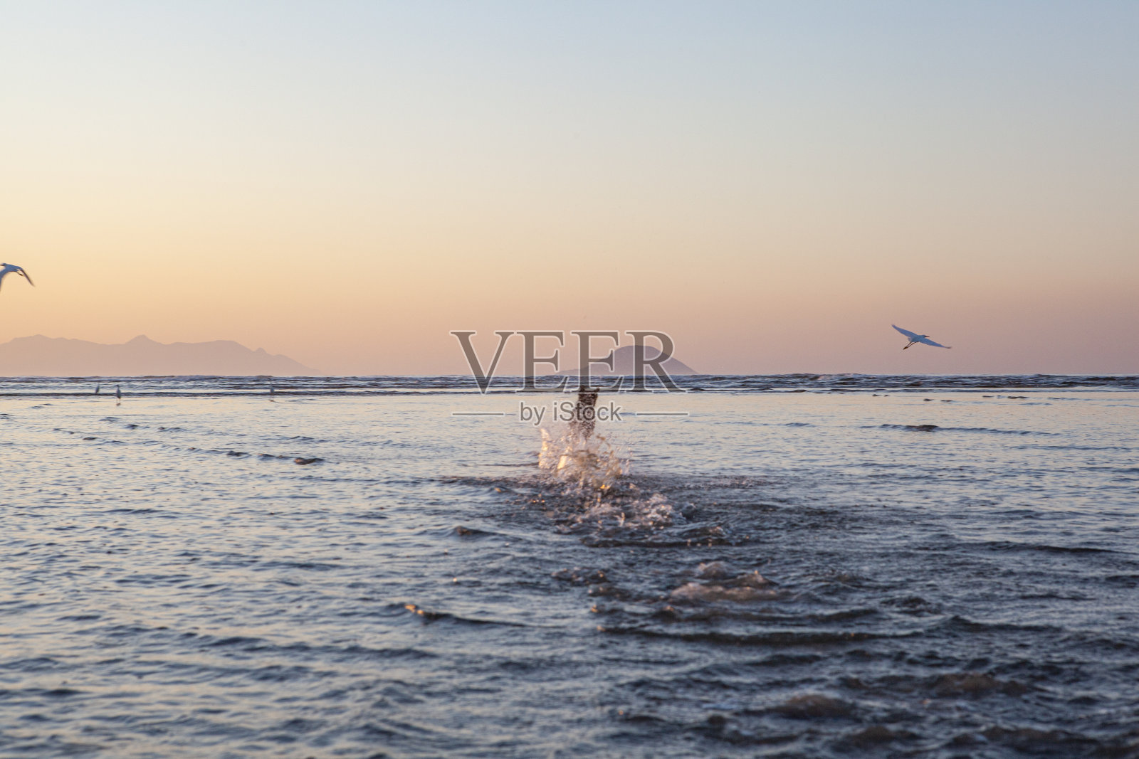 黑狗在海滩上玩耍照片摄影图片