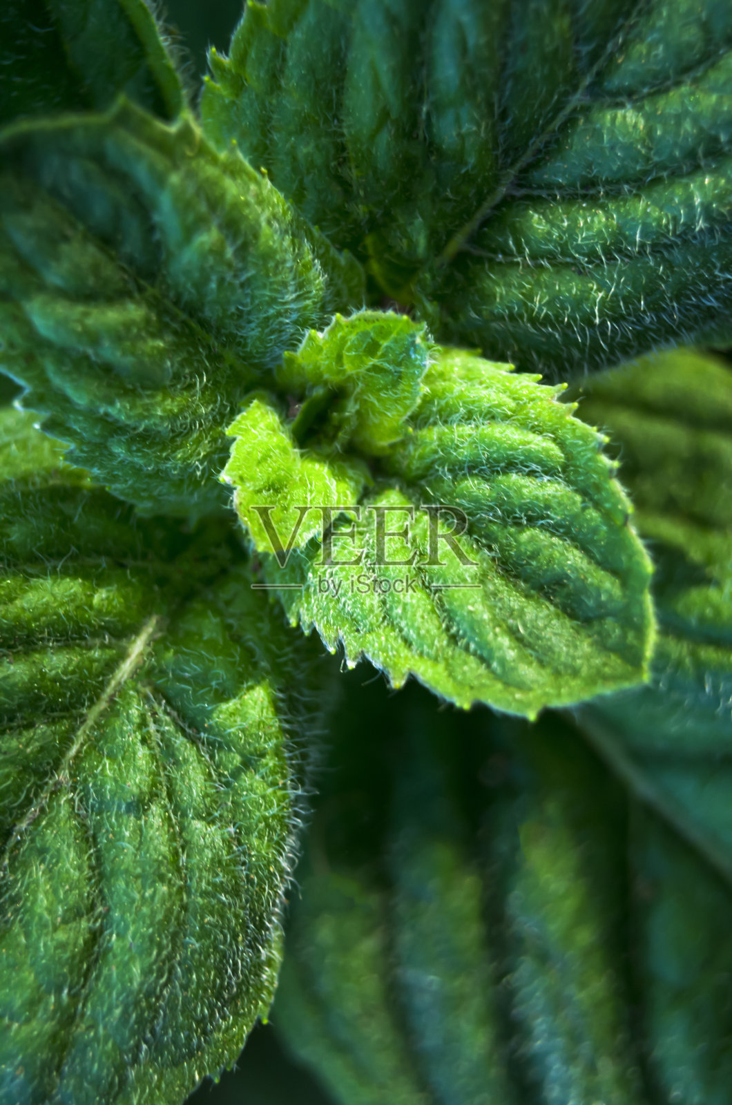 薄荷叶闭合。宏。绿色的树叶。芳香草药。大自然。细节。照片摄影图片