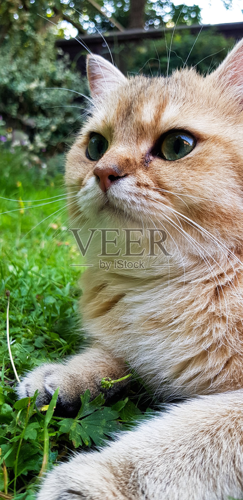 松鼠吗?在哪里? ? ! !照片摄影图片