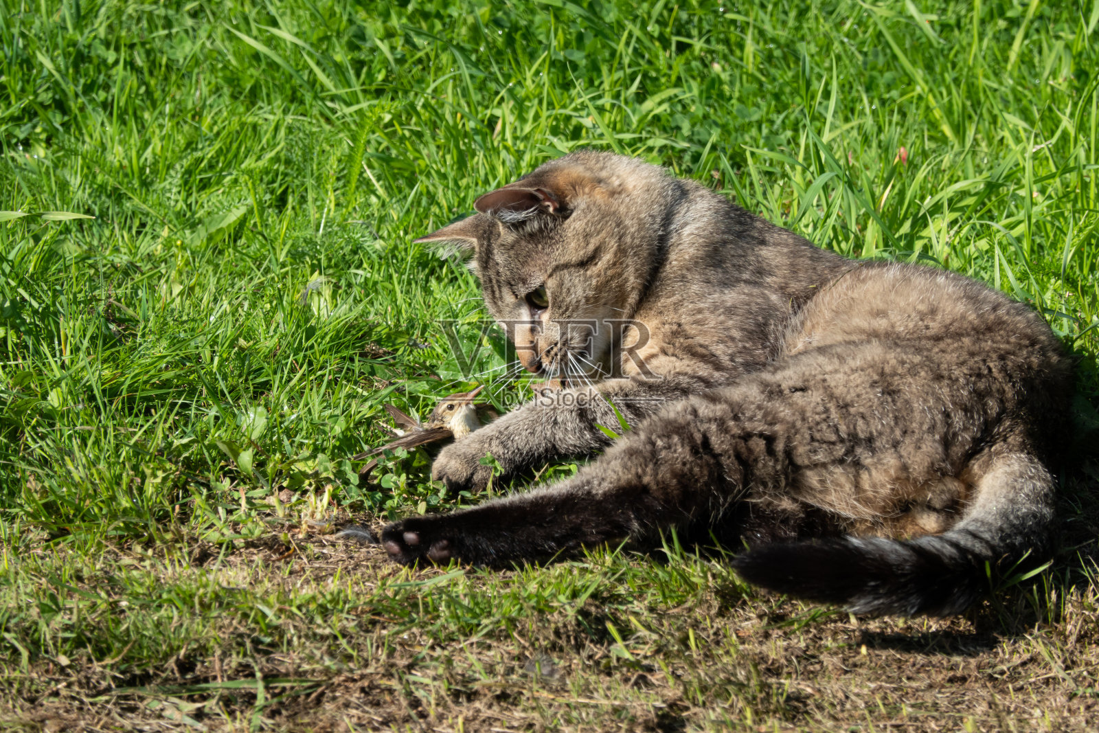 一只灰色的猫躺在绿色的草地上,用爪子抓着一只小鸟。照片摄影图片