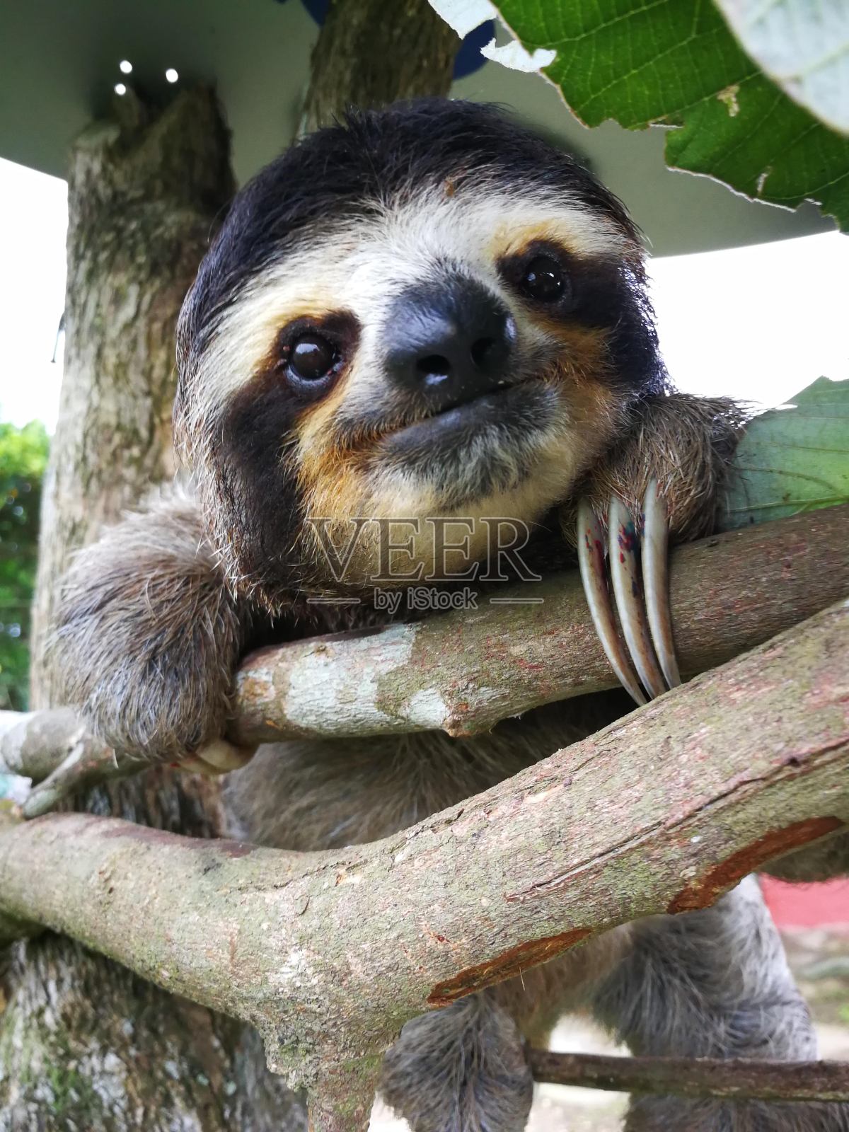 懒惰照片摄影图片