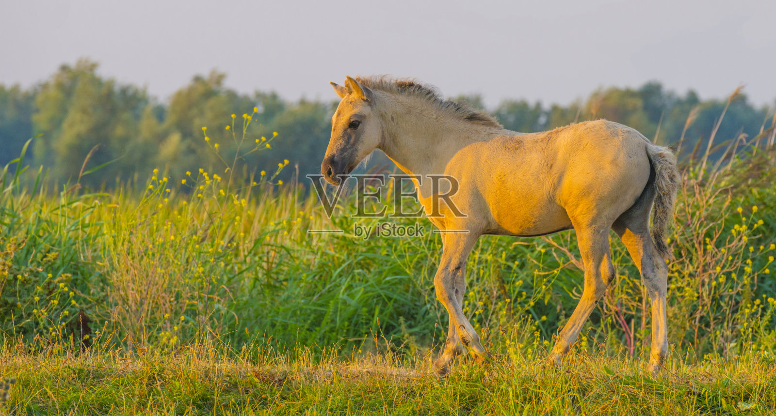 马在一个明亮的田野与五颜六色的野花在初夏早晨日出与蓝天照片摄影图片