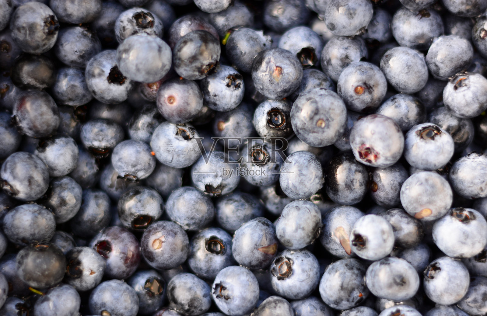 山里刚摘的蓝莓照片摄影图片