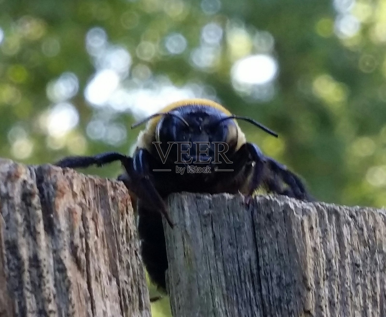 大黄蜂照片摄影图片