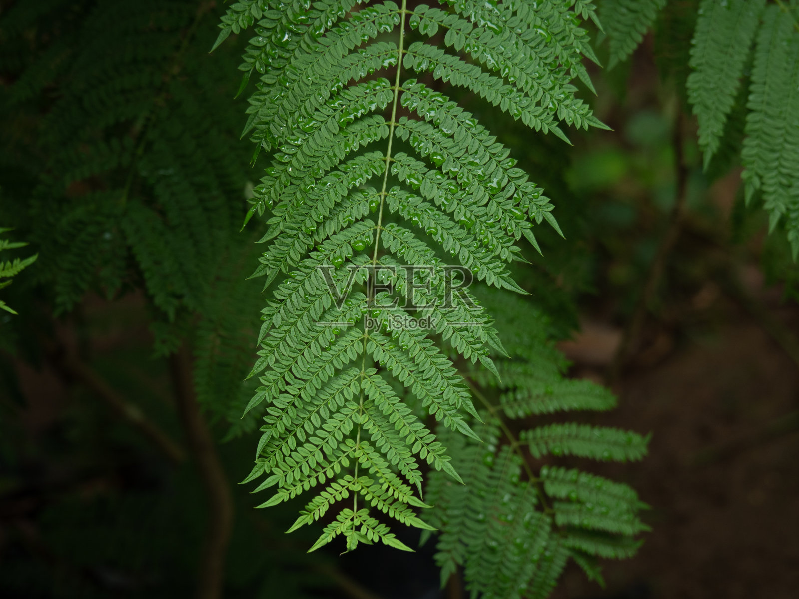 蓝花楹或蓝花楹树的新鲜嫩叶。照片摄影图片