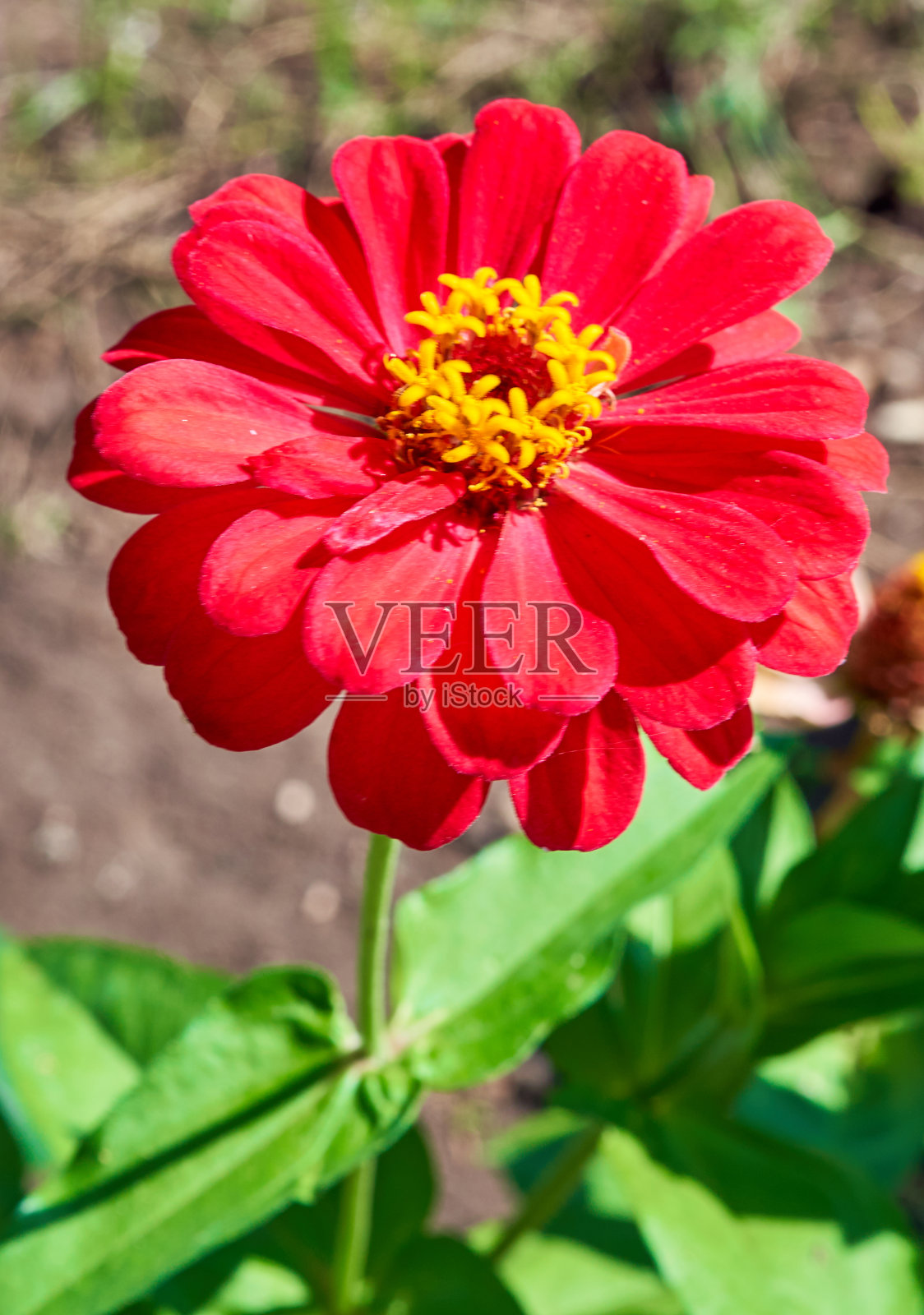 鲜红的花长在花坛上照片摄影图片