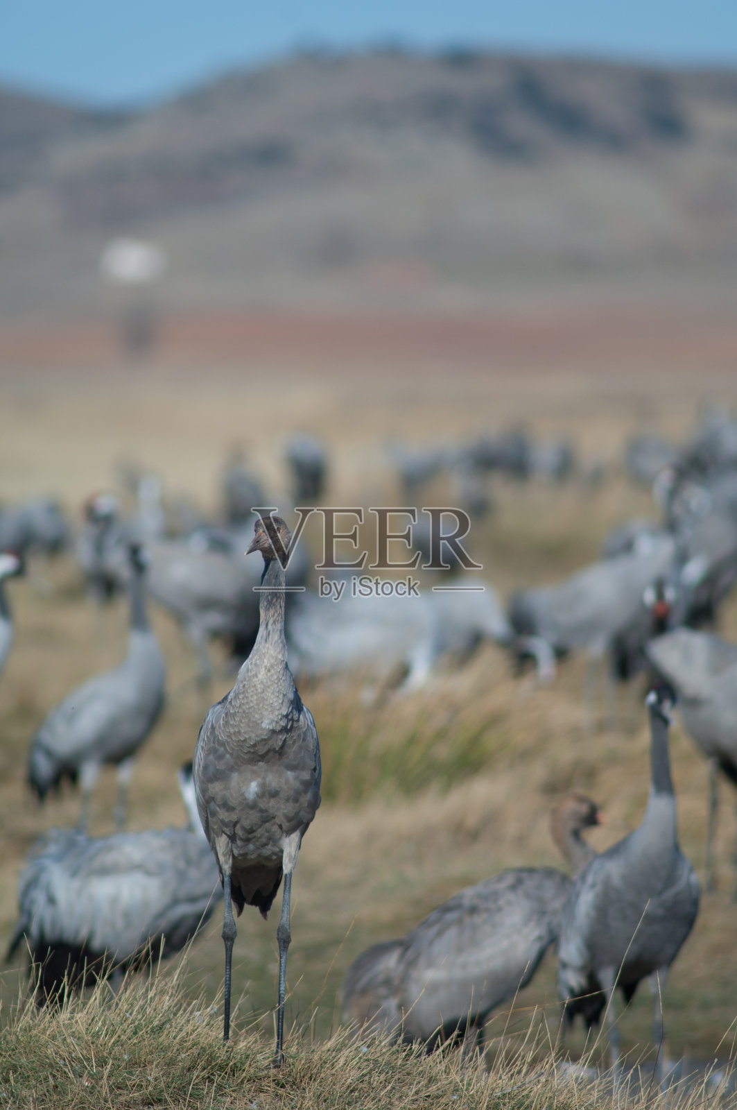 草地上的幼鹤。照片摄影图片