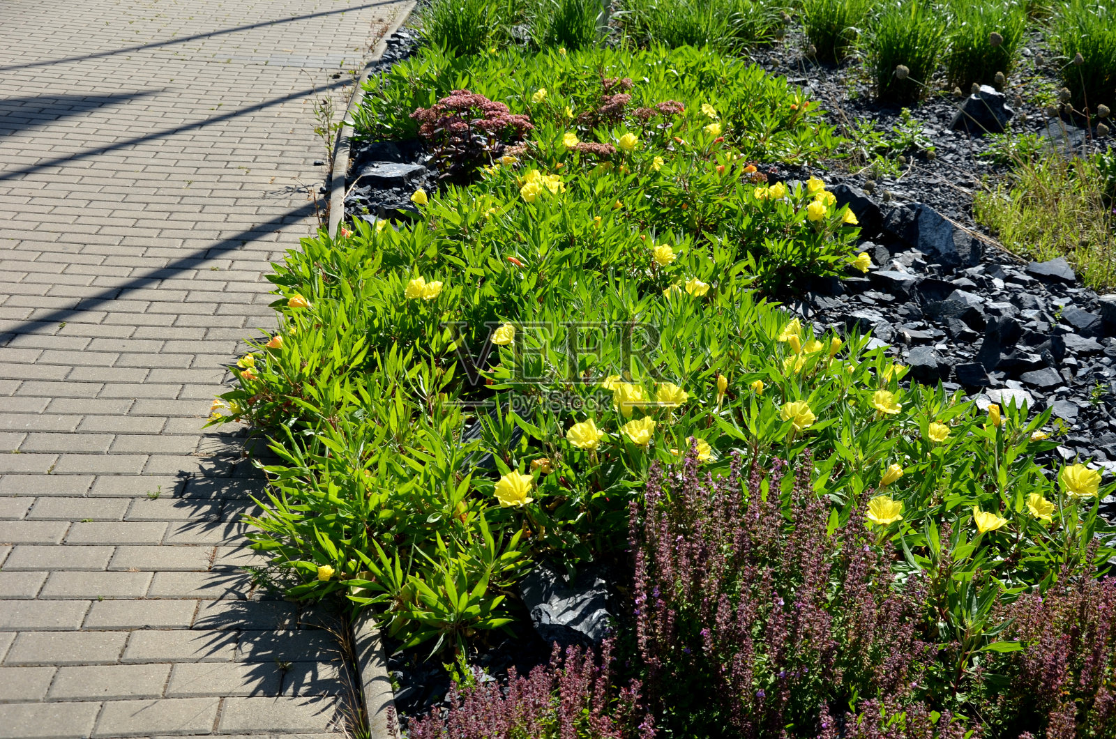 果实丰硕的晚樱草花将以其鲜艳的黄色花朵吸引你,它在傍晚开放。它们相当大。它能长到20厘米高照片摄影图片