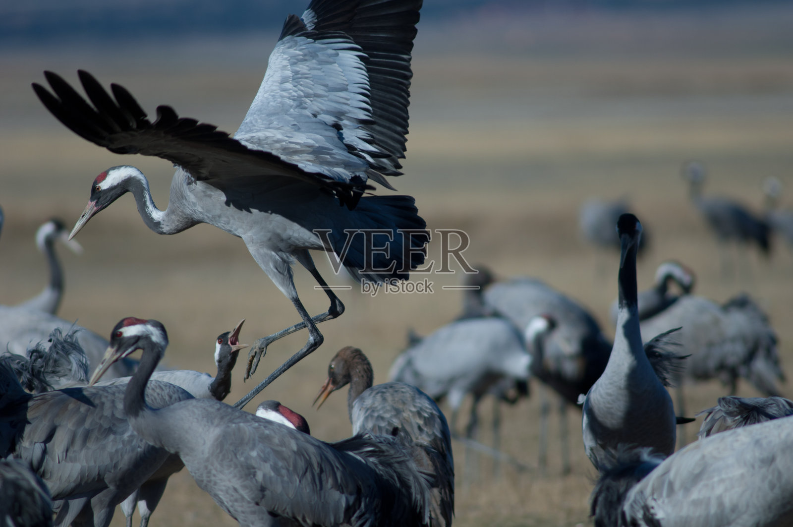 普通鹤在草地上。照片摄影图片
