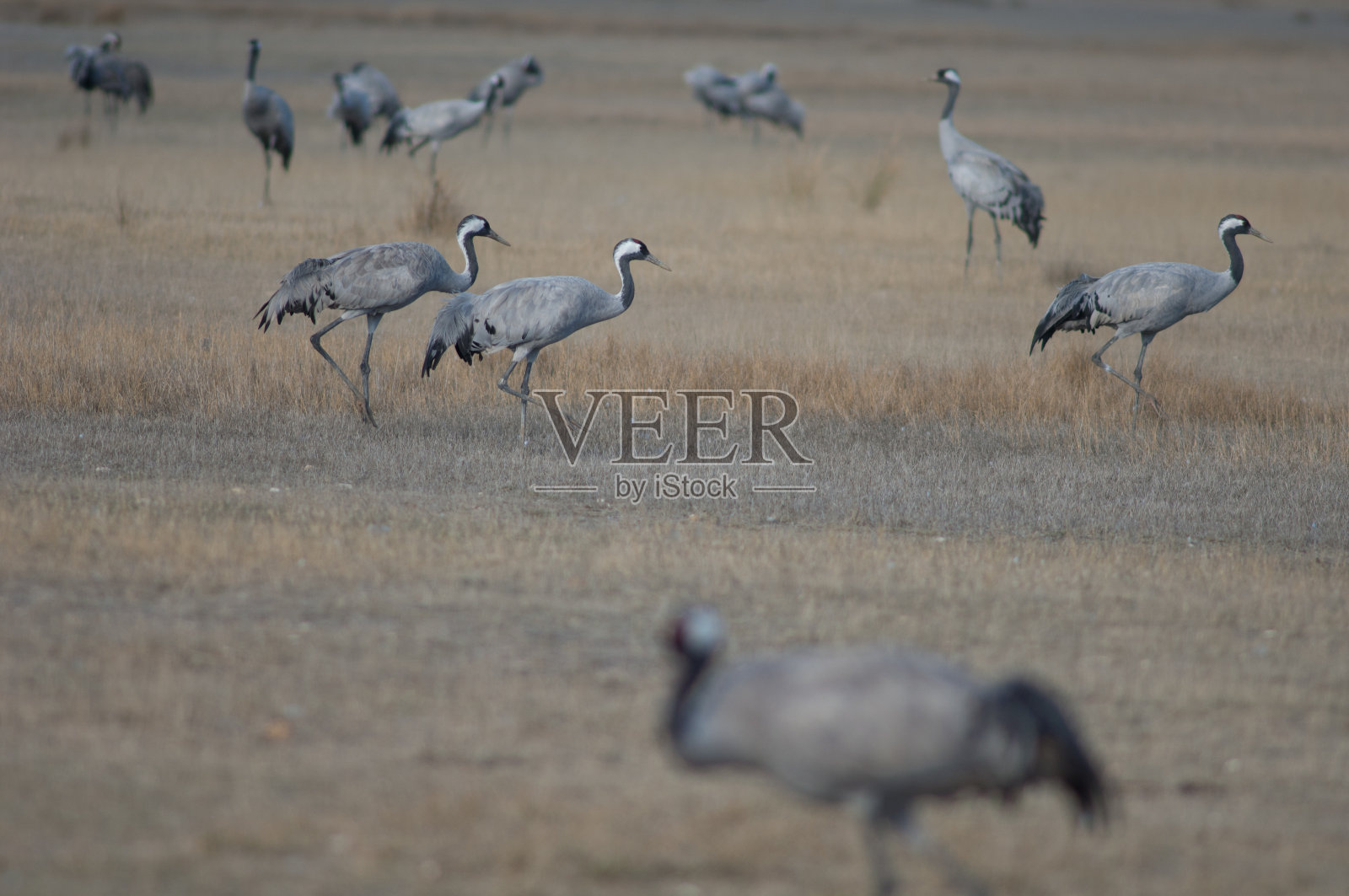 加洛卡塔泻湖草地上的普通鹤。照片摄影图片