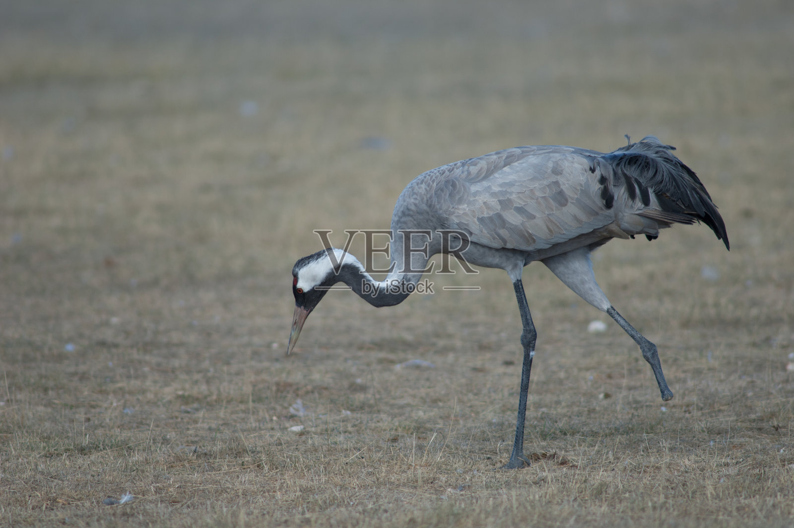 草地上的一只普通鹤。照片摄影图片