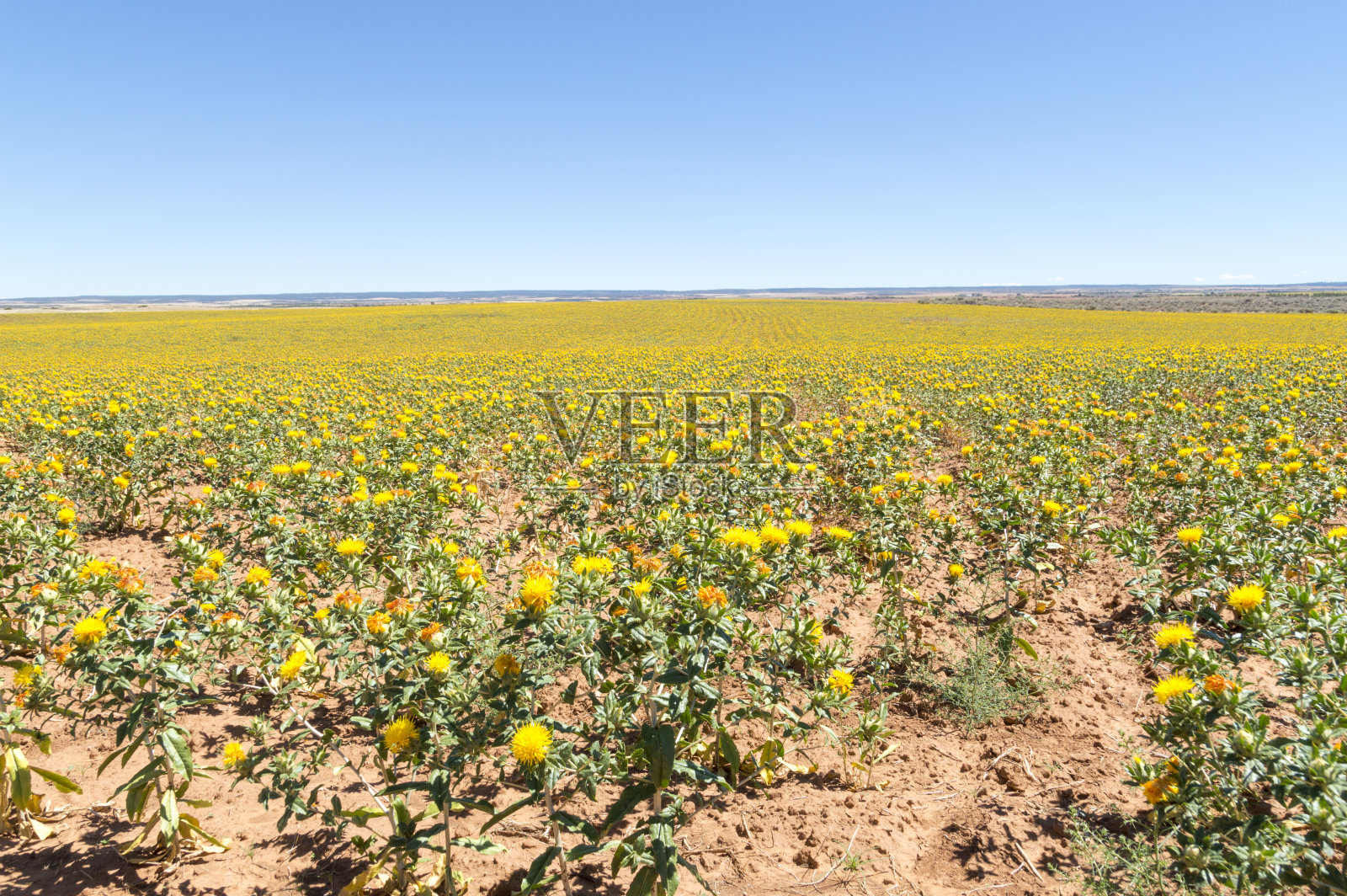 明亮的黄色红花生长在科罗拉多州西南部的田野照片摄影图片