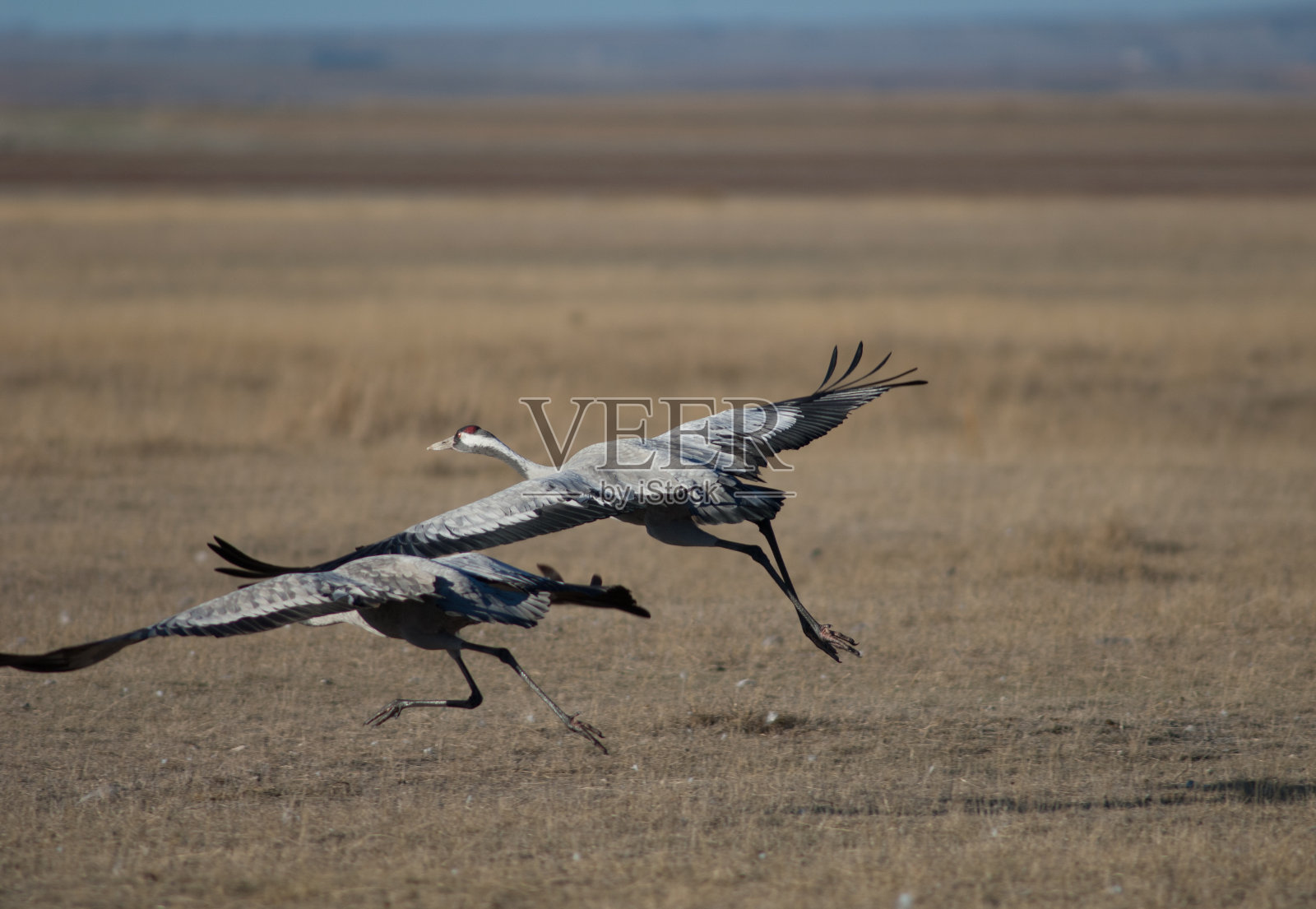 一只普通的鹤在草地上飞翔。照片摄影图片