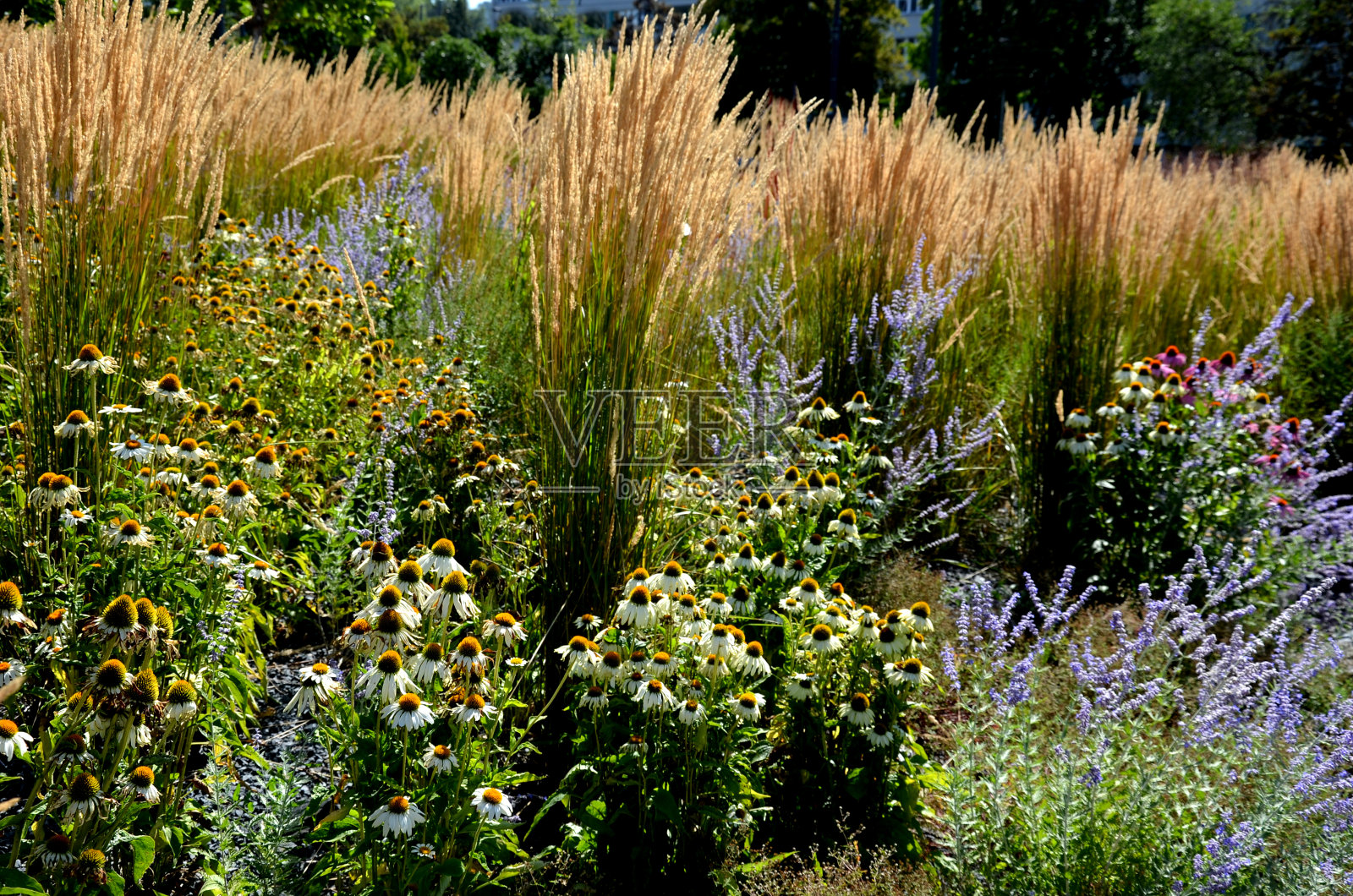 多年生植物床覆盖深色石砾,以观赏草为主照片摄影图片