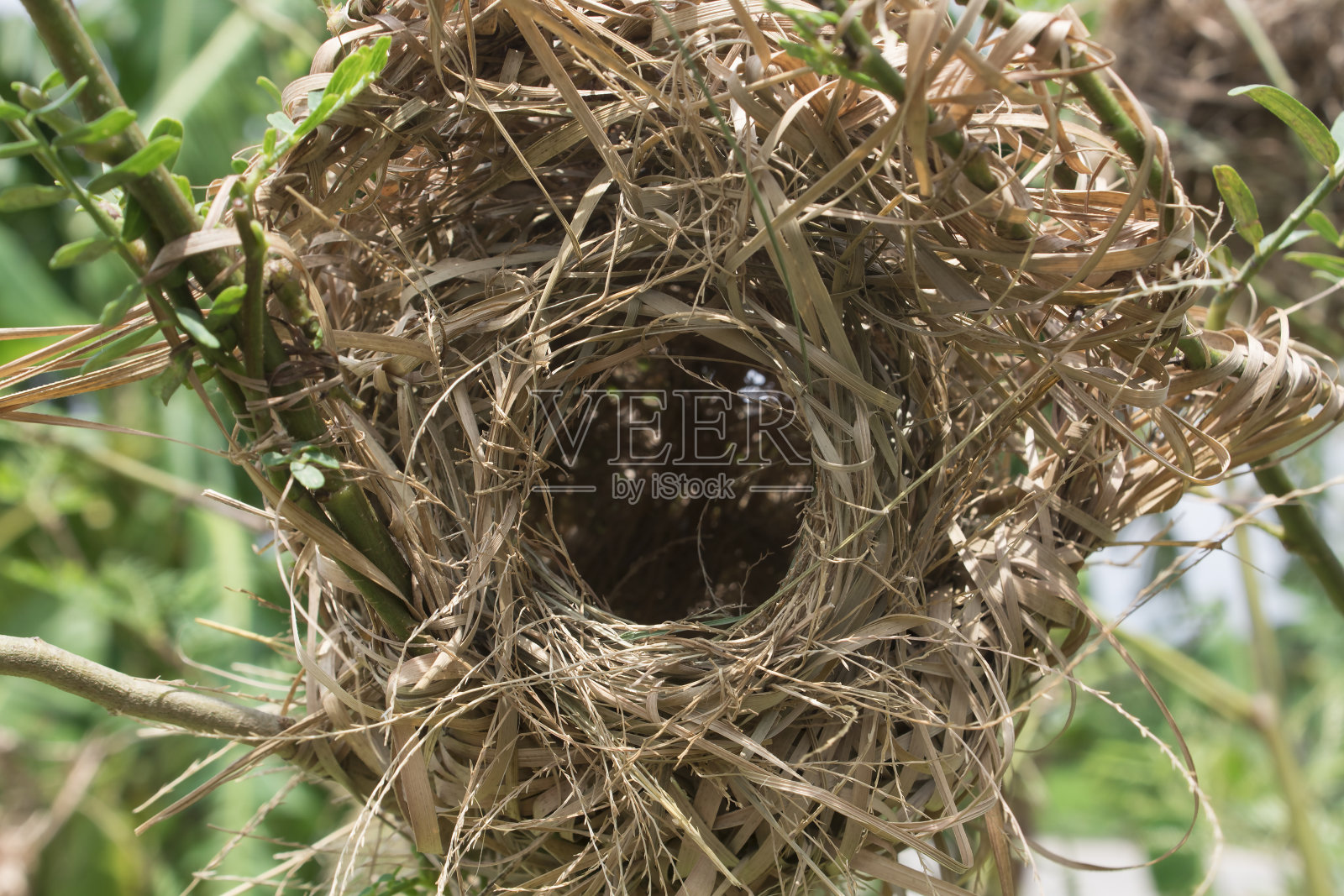 用草做的鸟窝。照片摄影图片