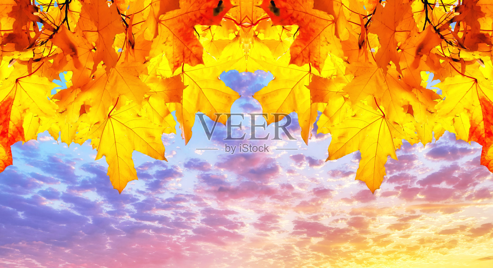 金秋的枫叶映衬着戏剧性的日落天空照片摄影图片