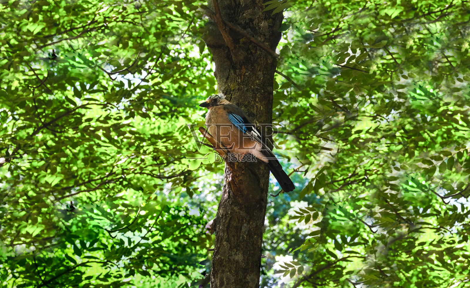 欧亚松鸦、石舌鸦在森林的一棵树上照片摄影图片