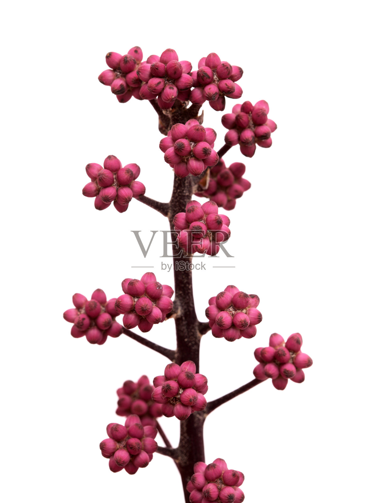 澳大利亚伞树小花蕾簇,孤立在白色背景上照片摄影图片