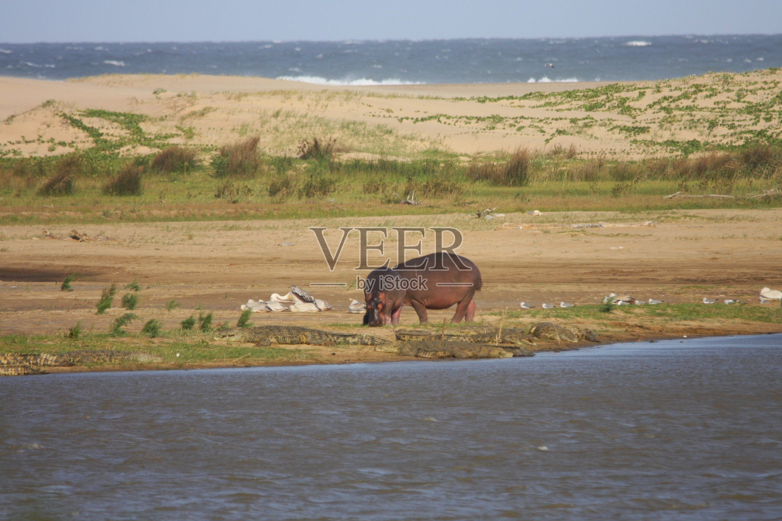 南非的河马照片摄影图片