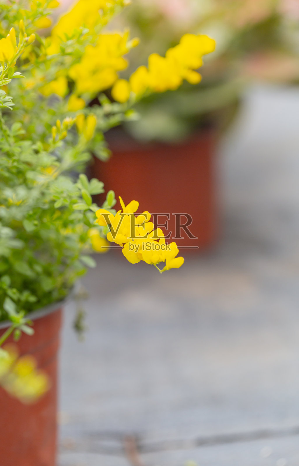 黄花金雀花春天盛开,金雀花(Linn.)链接,苏格兰扫帚照片摄影图片