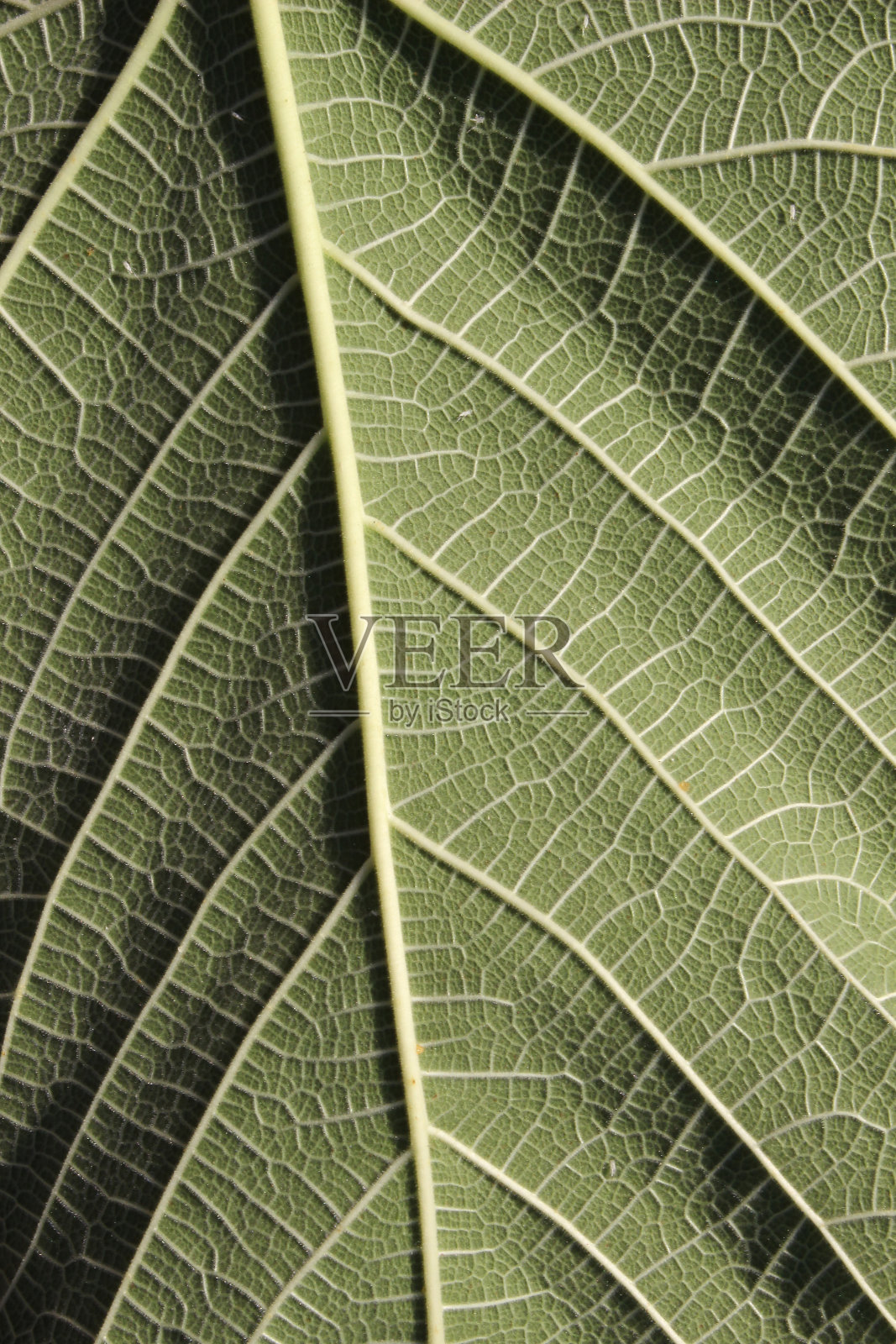 绿色无花果叶质地的地面照片摄影图片