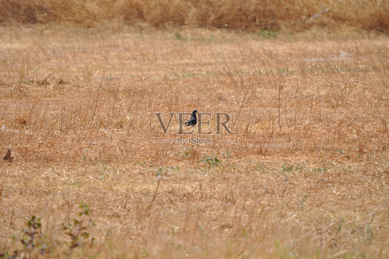 美丽的鸽子在环境中飞翔照片摄影图片