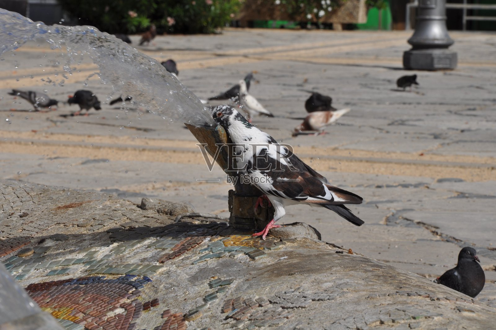 美丽的鸽子在环境中飞翔照片摄影图片