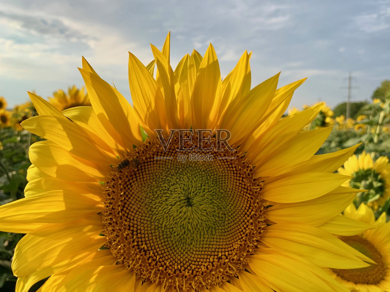 满地都是带着种子的金黄色向日葵照片摄影图片