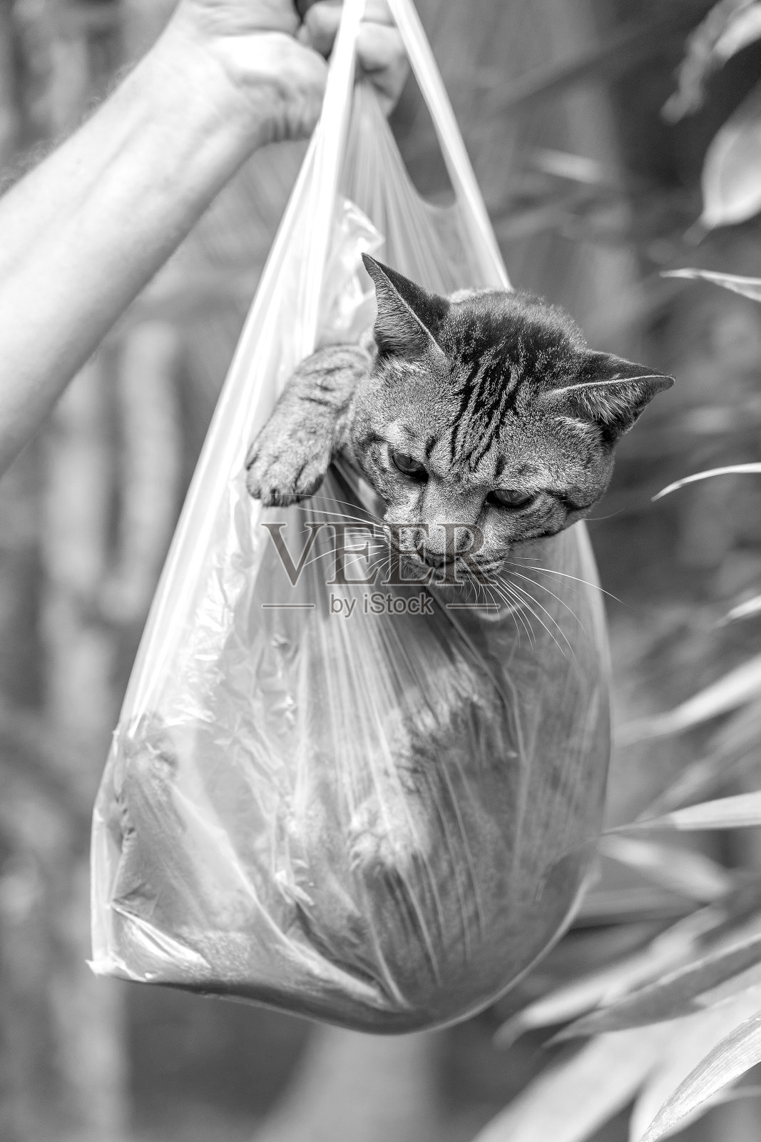 漂亮的灰色虎斑猫在一个塑料袋里,特写。黑色和白色照片摄影图片