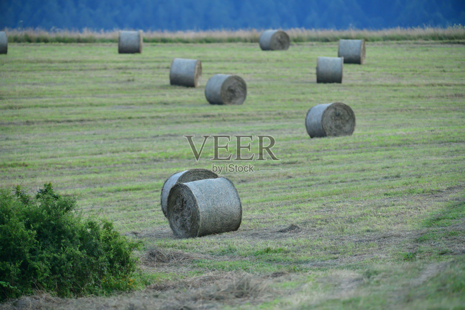 收割后在草地和干草堆里割干的草照片摄影图片