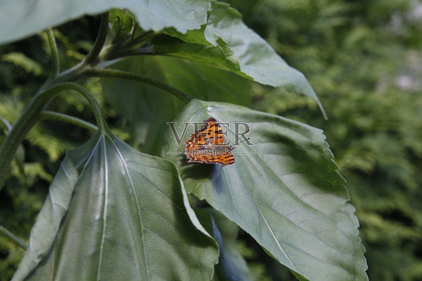 叶子上的蝴蝶照片摄影图片