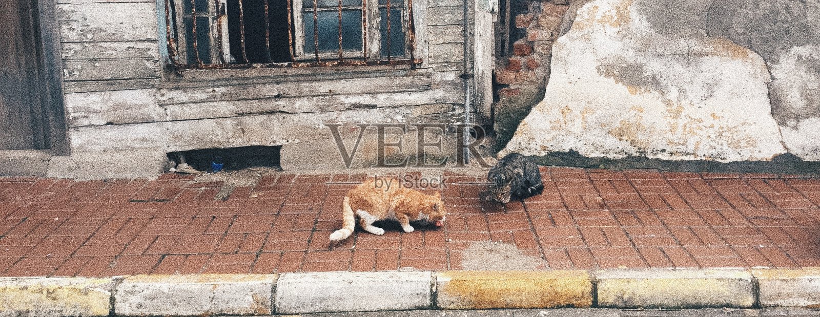 小猫照片摄影图片