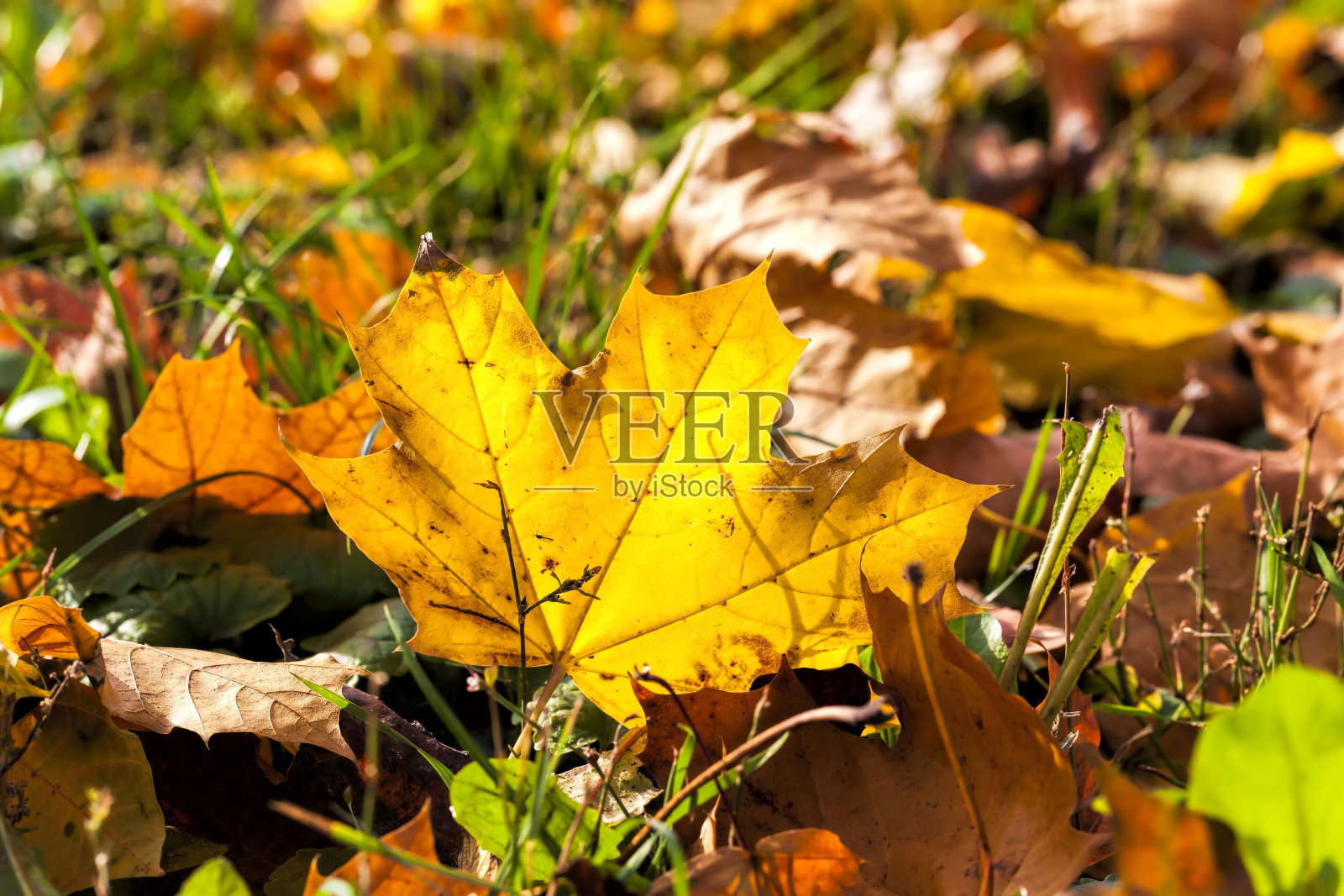 树叶在秋天落在枫树上照片摄影图片