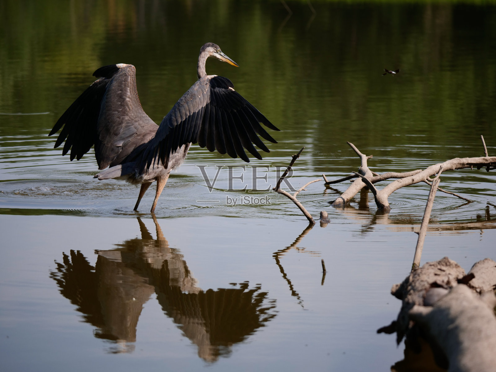 鹭的翅膀照片摄影图片