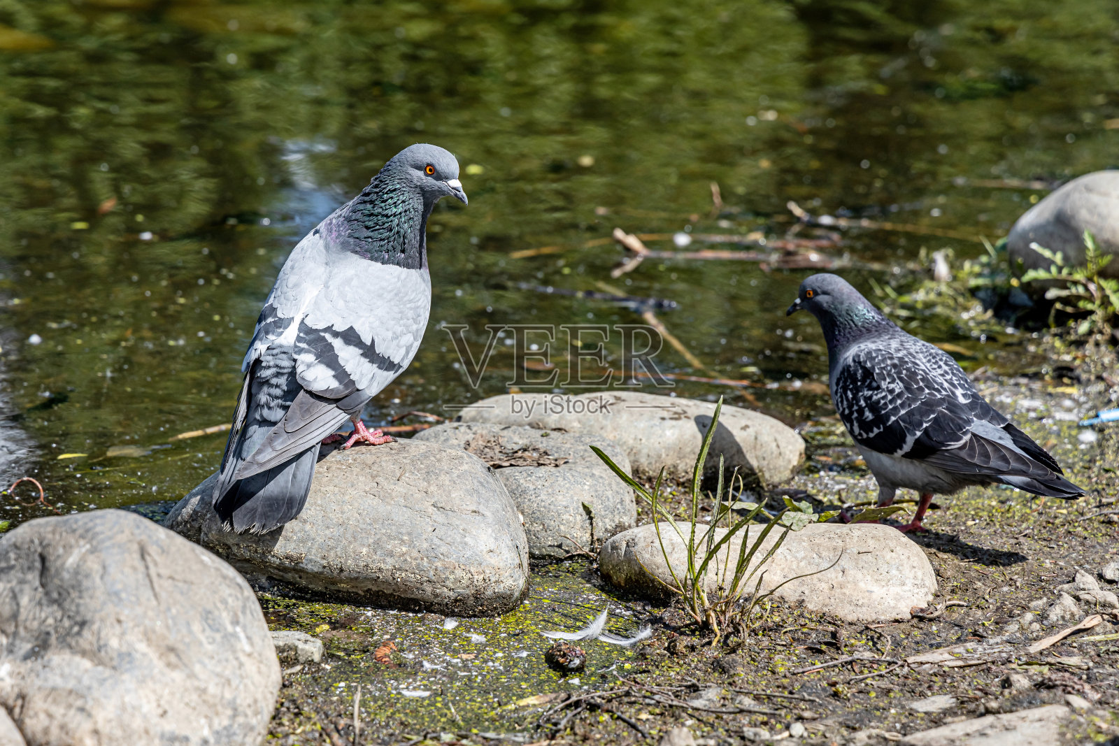 一对灰色的鸽子,有着明亮的眼睛和彩虹般的脖子,正坐在水旁的一块灰色的石头上照片摄影图片
