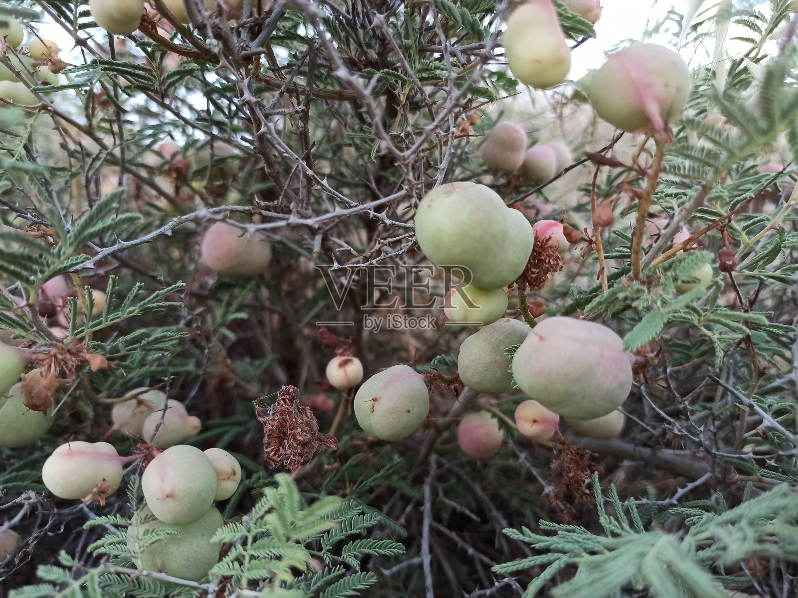 叙利亚豆科灌木照片摄影图片