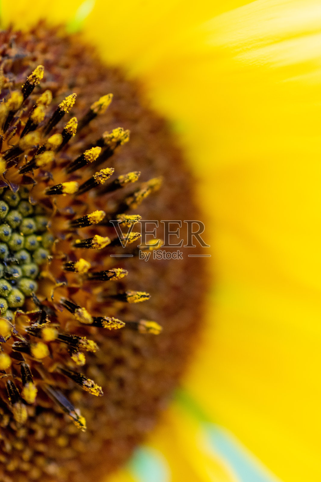 向日葵微距摄影照片摄影图片